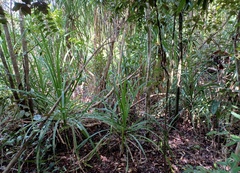 Pandanus