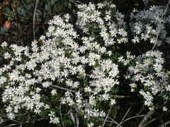 Olearia
