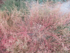 Suaeda prostrata