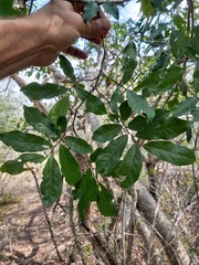 Artabotrys brachypetalus