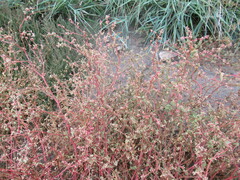 Suaeda prostrata