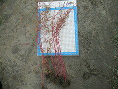 Suaeda prostrata