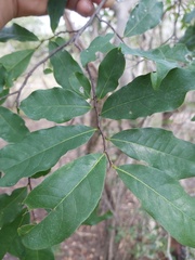 Artabotrys brachypetalus