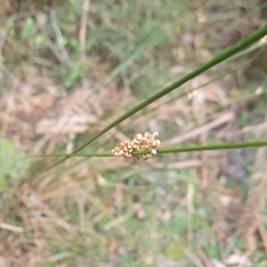 Juncus pallidus
