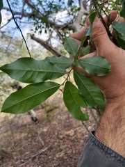 Artabotrys brachypetalus