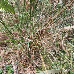 Juncus pallidus