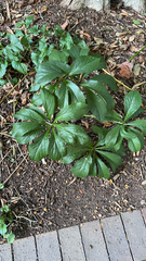 Helleborus orientalis