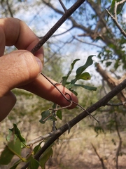 Artabotrys brachypetalus