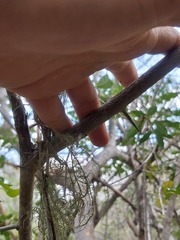 Artabotrys brachypetalus