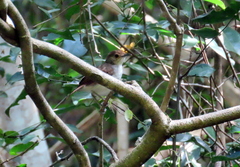 Pellorneum rostratum