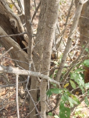 Artabotrys brachypetalus