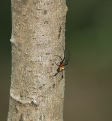 Leucauge fastigata