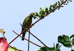 Anthreptes malacensis
