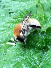 Bombus muscorum