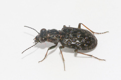 Elaphrus cupreus