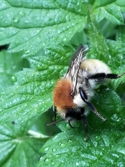 Bombus muscorum