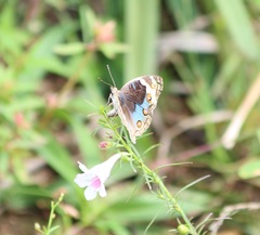 Junonia orithya