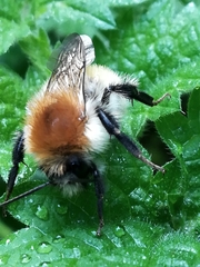 Bombus muscorum