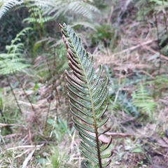 Blechnum