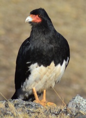 Daptrius megalopterus