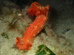 Plocamopherus imperialis