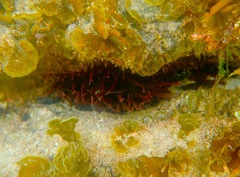 Actiniidae