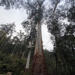 Eucalyptus regnans