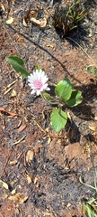 Gerbera viridifolia