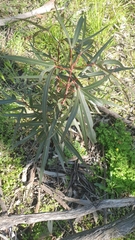 Brachychiton