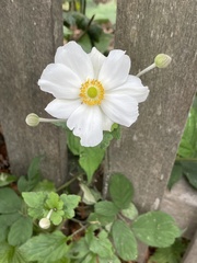 Eriocapitella hupehensis