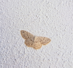 Scopula marginepunctata