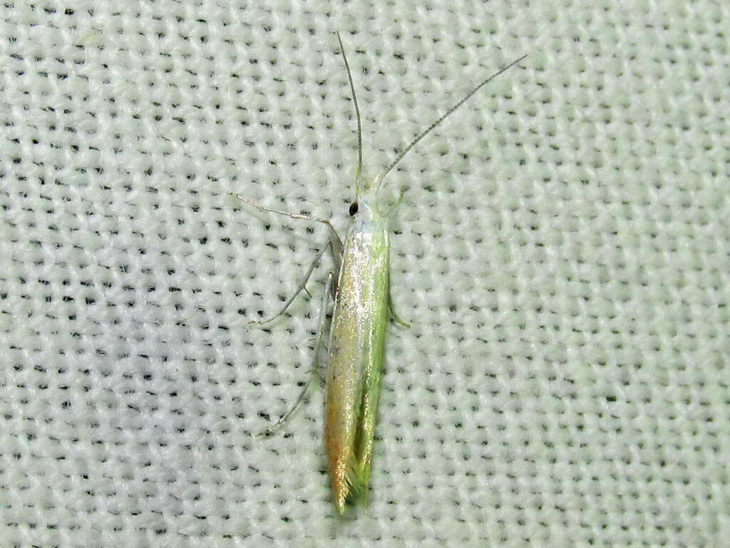Coleophora coronillae