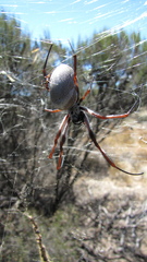 Trichonephila edulis