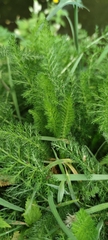 Achillea nobilis