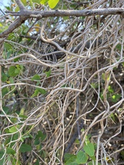 Cissampelos capensis