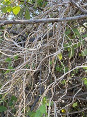 Cissampelos capensis