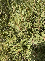 Morella quercifolia
