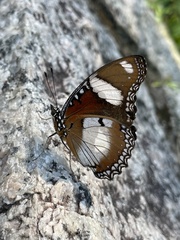 Hypolimnas misippus