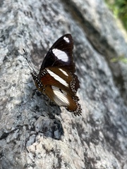 Hypolimnas misippus