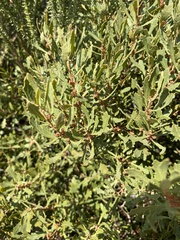 Morella quercifolia