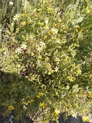 Osteospermum moniliferum