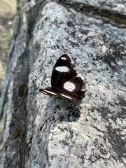 Hypolimnas misippus
