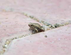 Microhyla