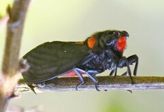 Huechys sanguinea