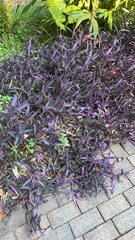 Tradescantia pallida