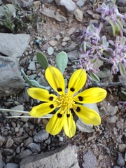 Gazania lichtensteinii