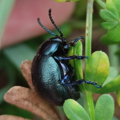 Timarcha tenebricosa