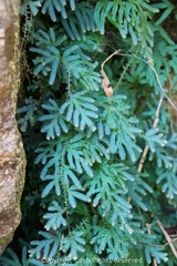 Selaginella uncinata