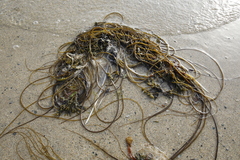Chorda filum