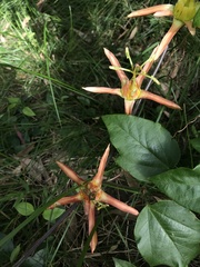 Passiflora herbertiana